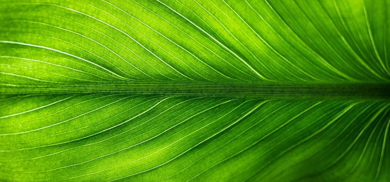 Eco-Friendly Choices