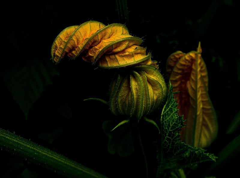Organic vegetables